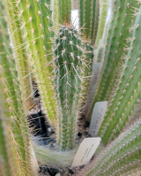 Cleistocactus morawetzianus