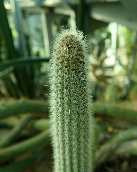 Cleistocactus palhuayensis