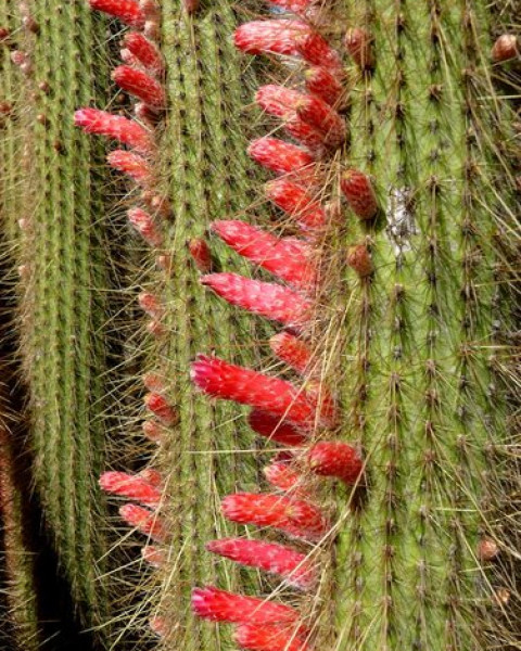 Cleistocactus parapetiensis
