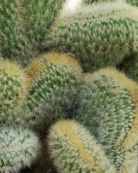 Cleistocactus parapetiensis f. crested
