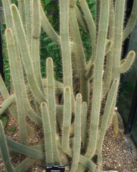 Cleistocactus Parviflorus