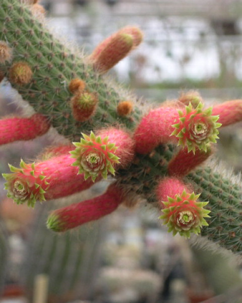 Cleistocactus reae