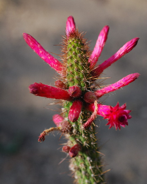 Cleistocactus sepium