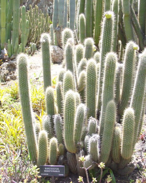 Cleistocactus Sepium