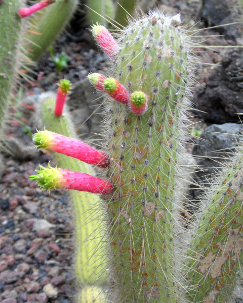Cleistocactus smaragdiflorus