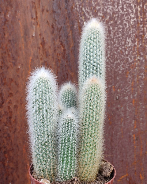 Cleistocactus strausii