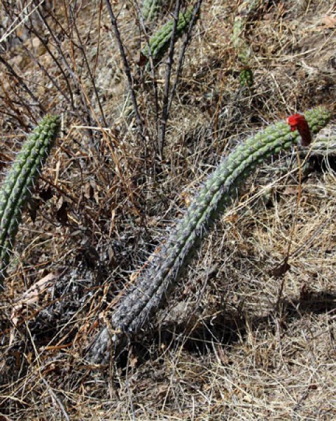Cleistocactus Sulcifer