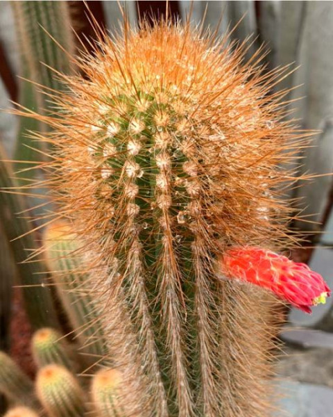 Cleistocactus tupizensis