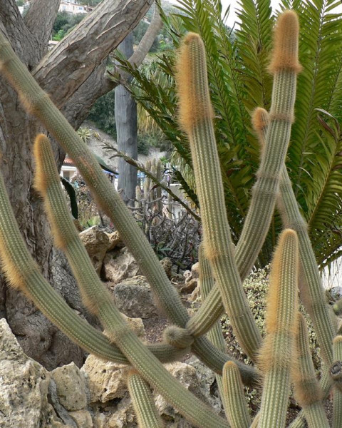 Cleistocactus varispinus