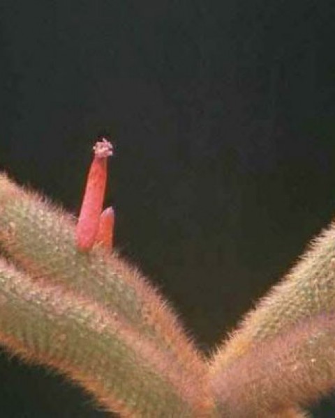 Cleistocactus Vulpis-cauda