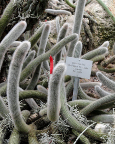 Cleistocactus vulpis-cauda