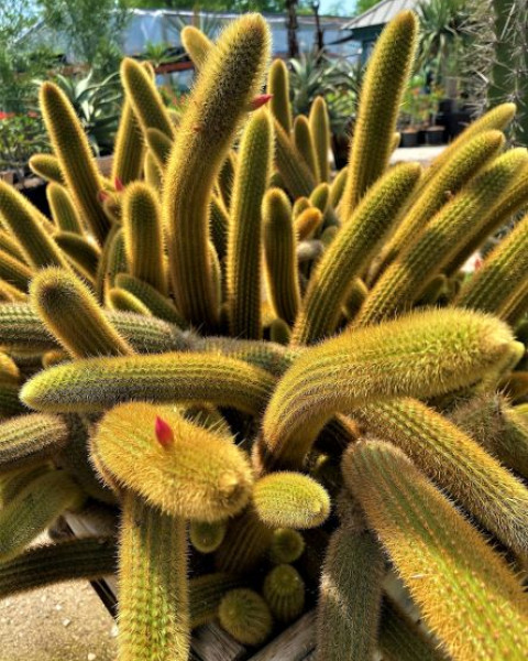 Cleistocactus winteri