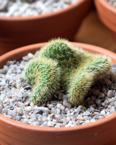 Cleistocactus winteri f. cristata