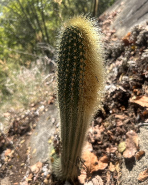 Coleocephalocereus buxbaumianus