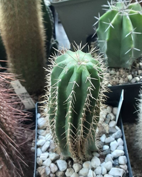 Coleocephalocereus fluminensis