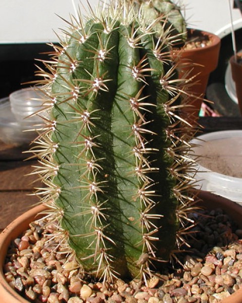 Coleocephalocereus Goebelianus