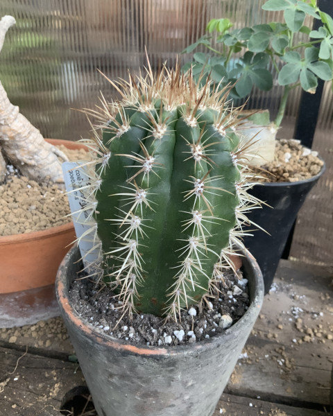 Coleocephalocereus goebelianus