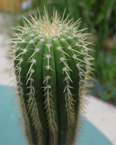 Coleocephalocereus Pluricostatus