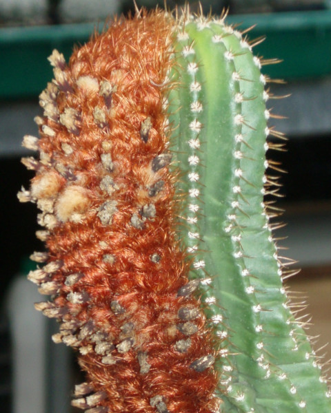Coleocephalocereus pluricostatus