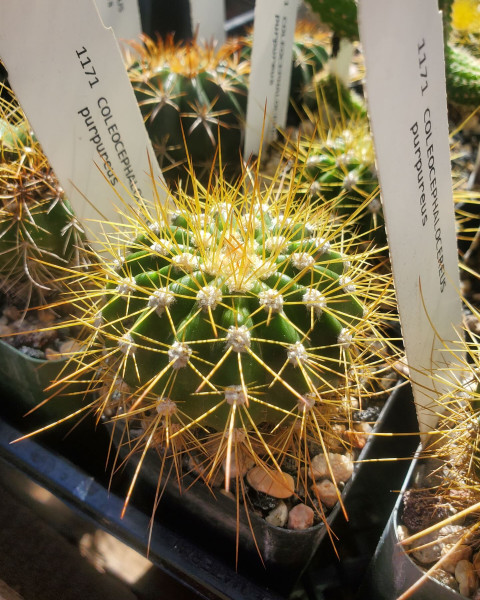 Coleocephalocereus purpureus