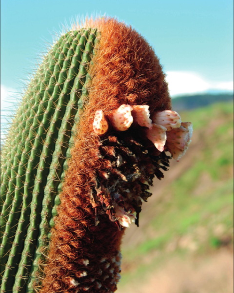 Coleocephalocereus superbus