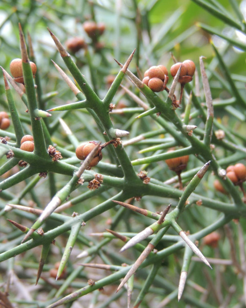 Colletia