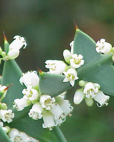Colletia
