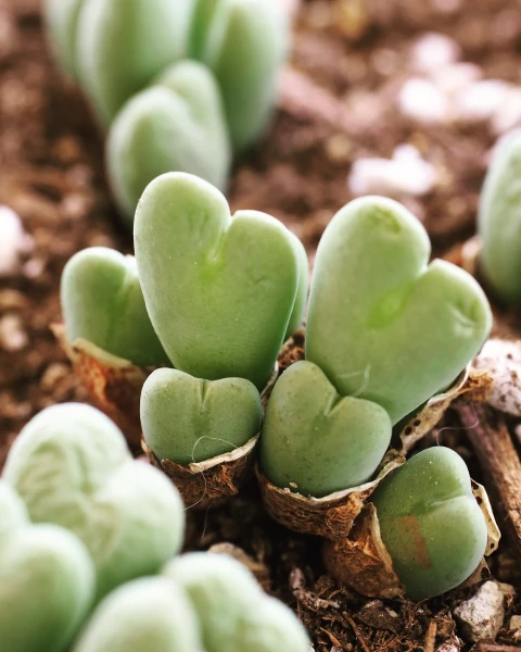 Conophytum