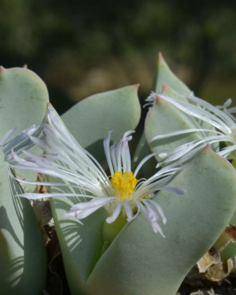 Conophytum herreanthus