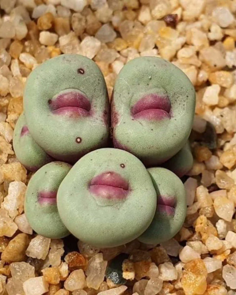 Conophytum pageae