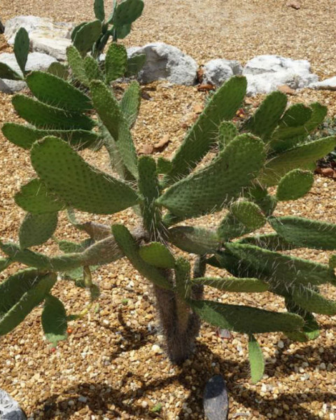 Consolea corallicola