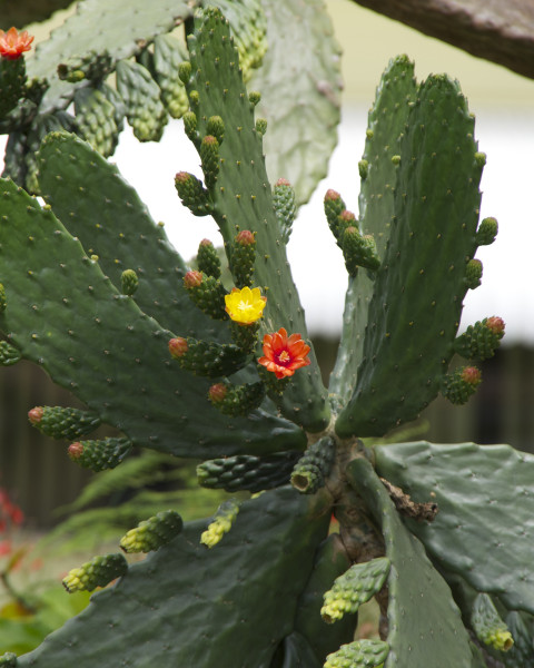 Consolea picardae