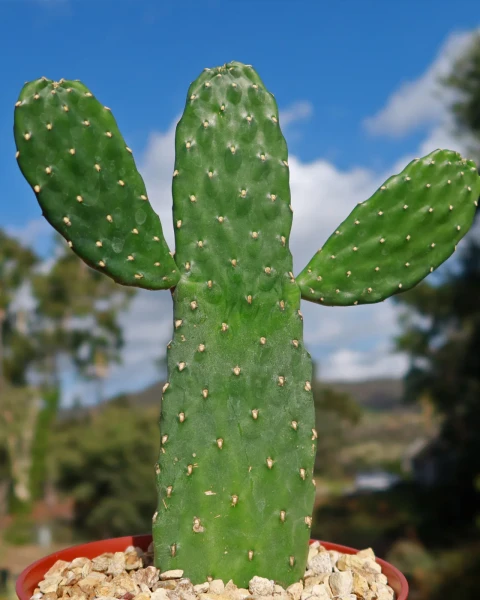 Consolea rubescens