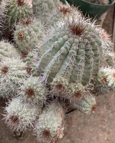 Copiapoa ahremephiana