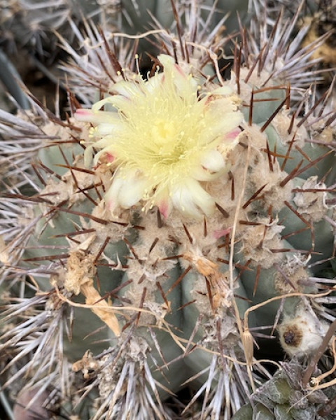 Copiapoa atacamensis