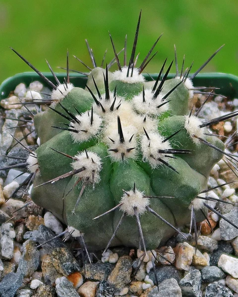 Copiapoa bridgesii