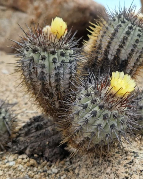 Copiapoa calderana