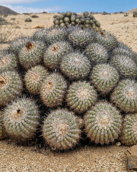 Copiapoa cinerascens