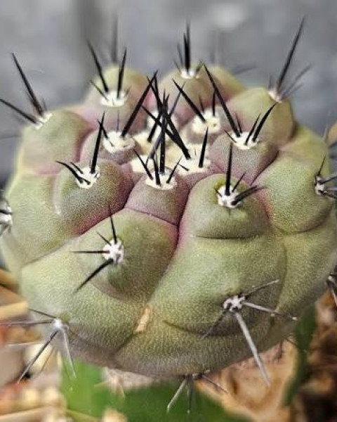 Copiapoa cinerea