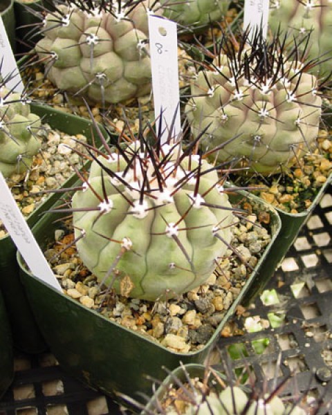 Copiapoa Cinerea