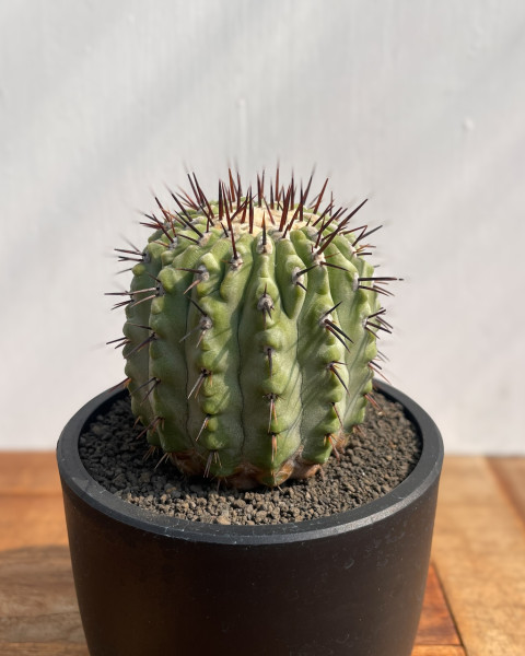 Copiapoa cinerea var. columna alba