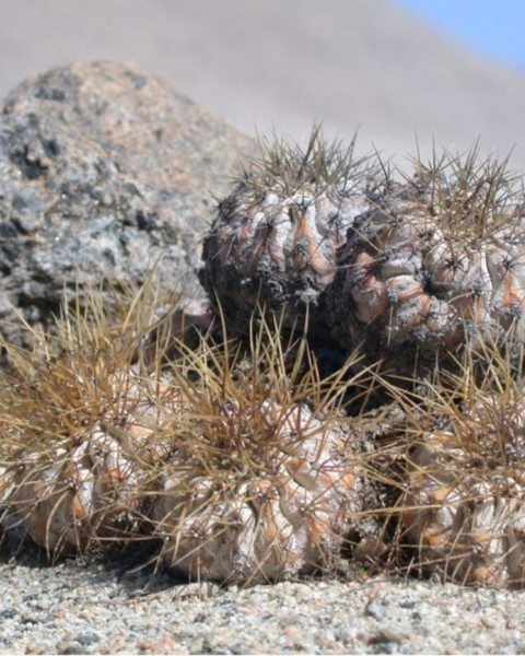 Copiapoa conglomerata