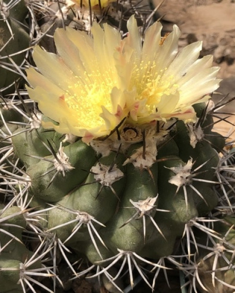 Copiapoa coquimbana