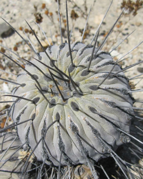 Copiapoa dealbata