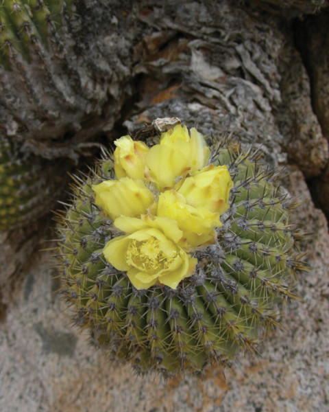 Copiapoa decorticans