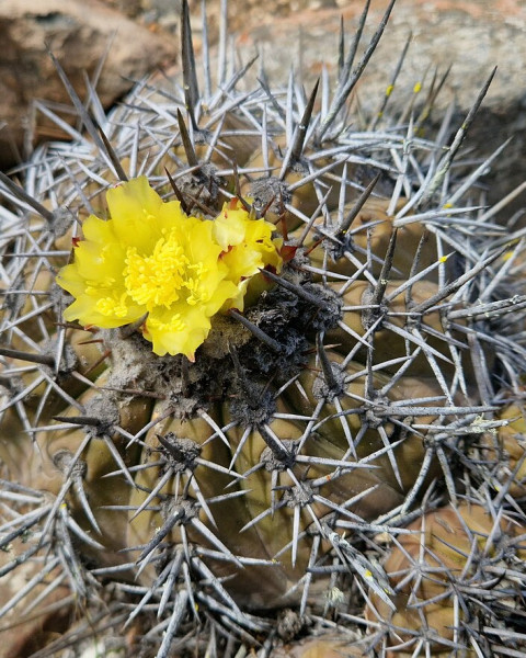 Copiapoa echinoides