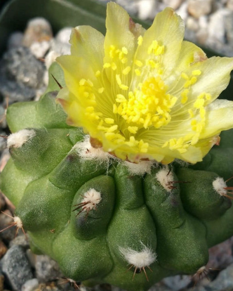Copiapoa Esmeraldana