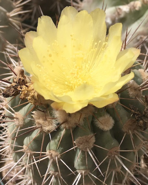 Copiapoa grandiflora
