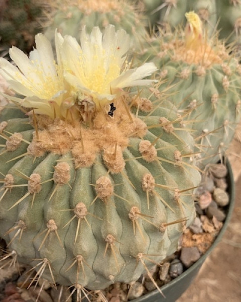 Copiapoa haseltoniana
