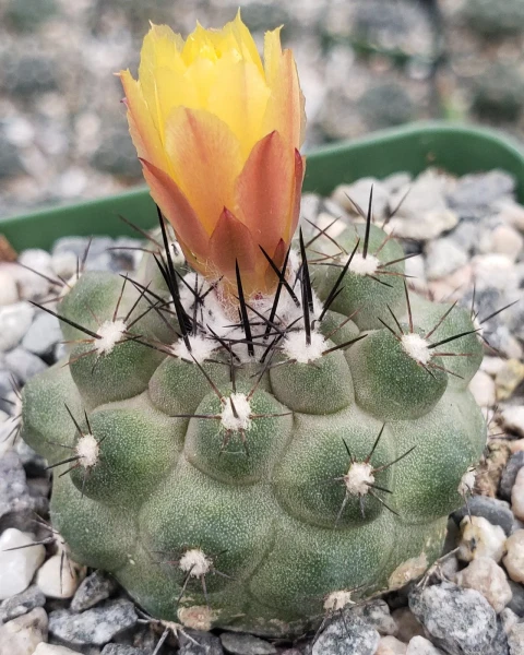 Copiapoa humilis